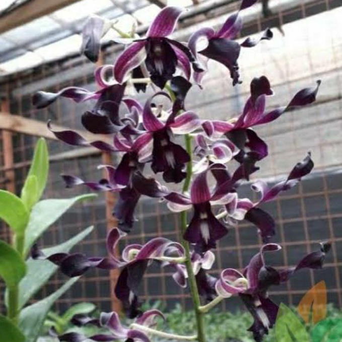 Anggrek dendrobium melintir/keriting dewasa sudah spike knop