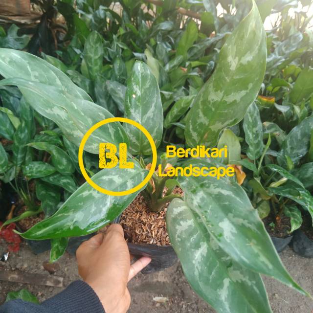 Sri Rezeki Blanceng Aglaonema commutatum chinese evergreen
