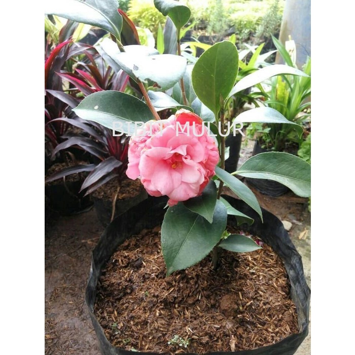 Bibit Bunga Camelia Hidup