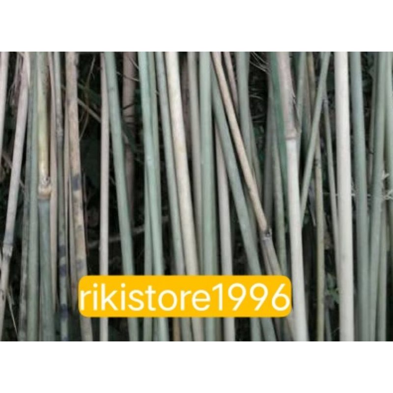 jual Bambu tamiang kerangka layang layang isi  7  batang