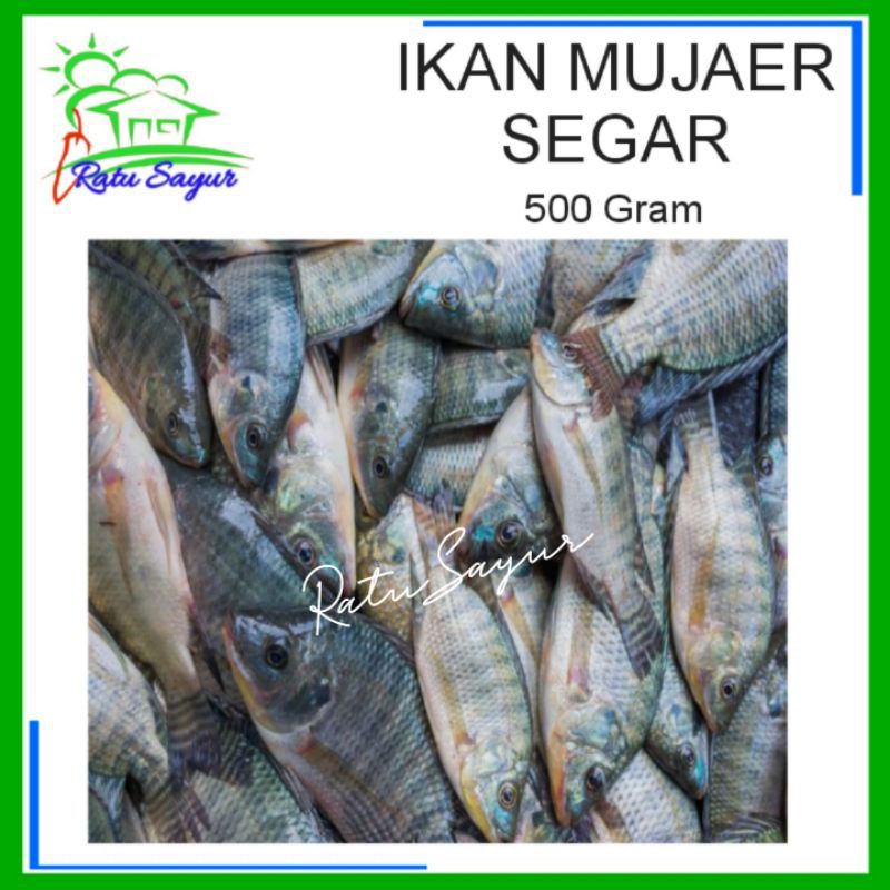 IKAN MUJAER SEGAR/ratusayur.id