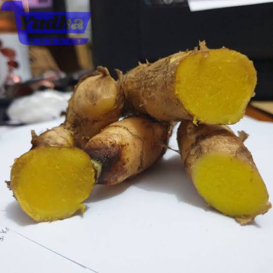 

Temu Tis Bayi Segar 1kg Kunyit Kuning Stabilo Empon-empon langka Aroma wangi