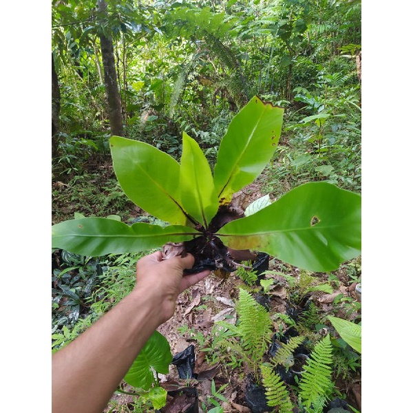 Kadaka sp borneo