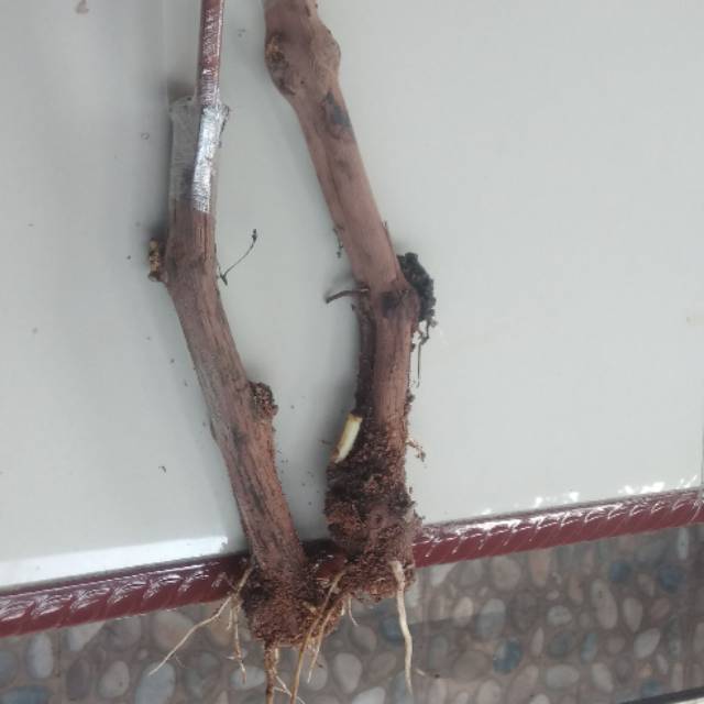 

Cutting garfting natali dapat 2 batang