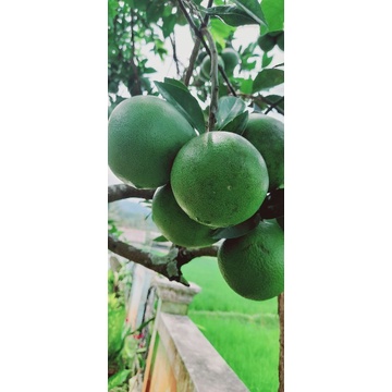 Buah jeruk bali mini per 1kg