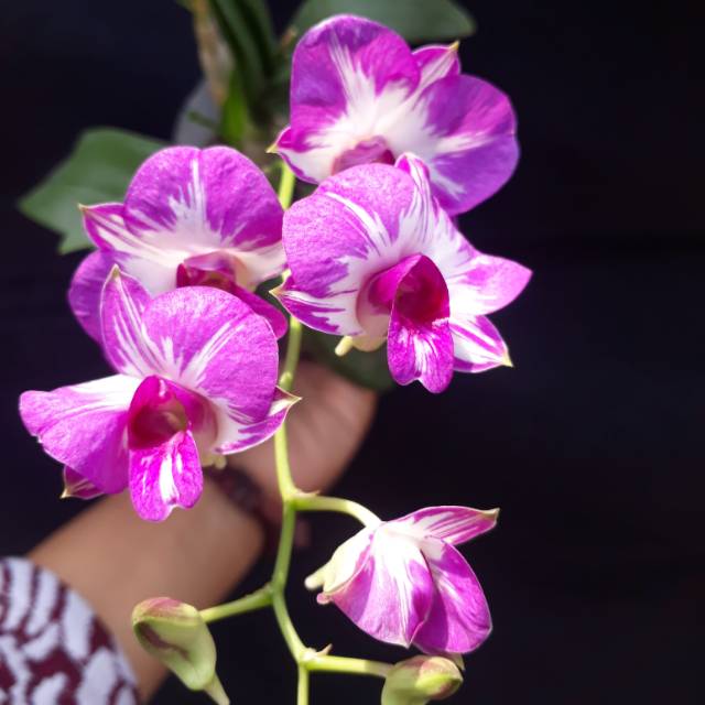 ANGGREK DENDRO ENOBI MICKEY MOUSE MINI