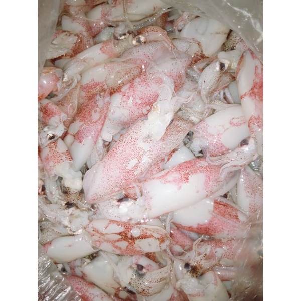 

Baby Cumi 1Kg Termurah Langsung dari kawasan perikanan!!