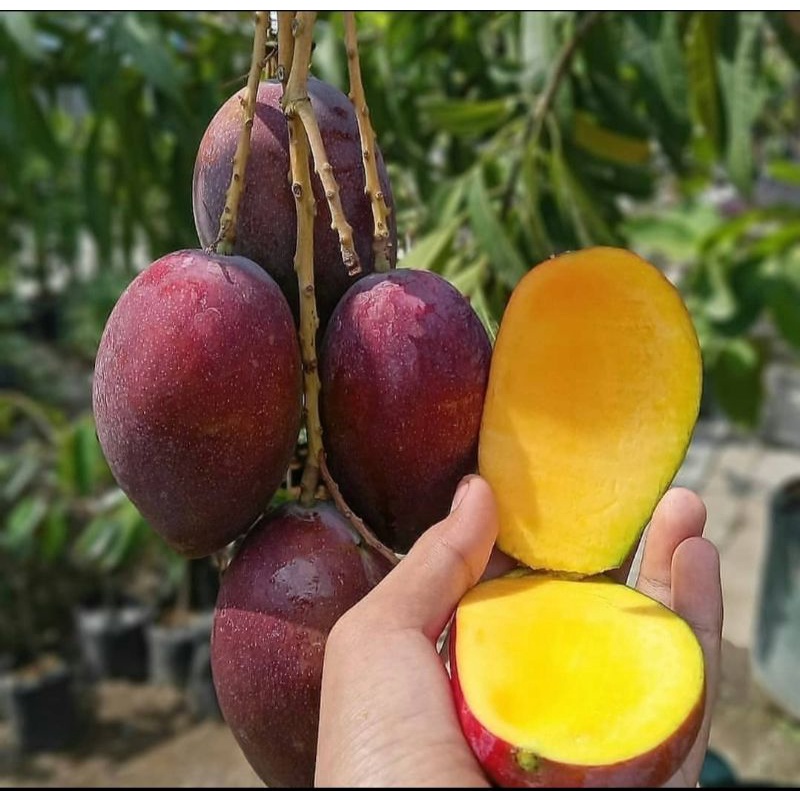 

mangga garifta merah