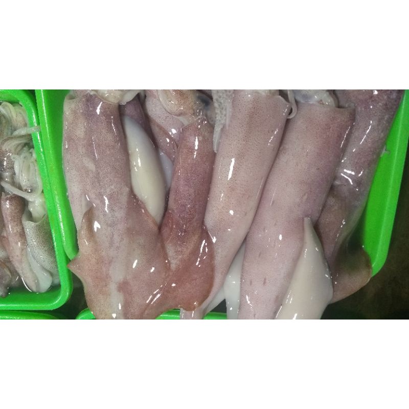 

cumi basah fresh 1kg