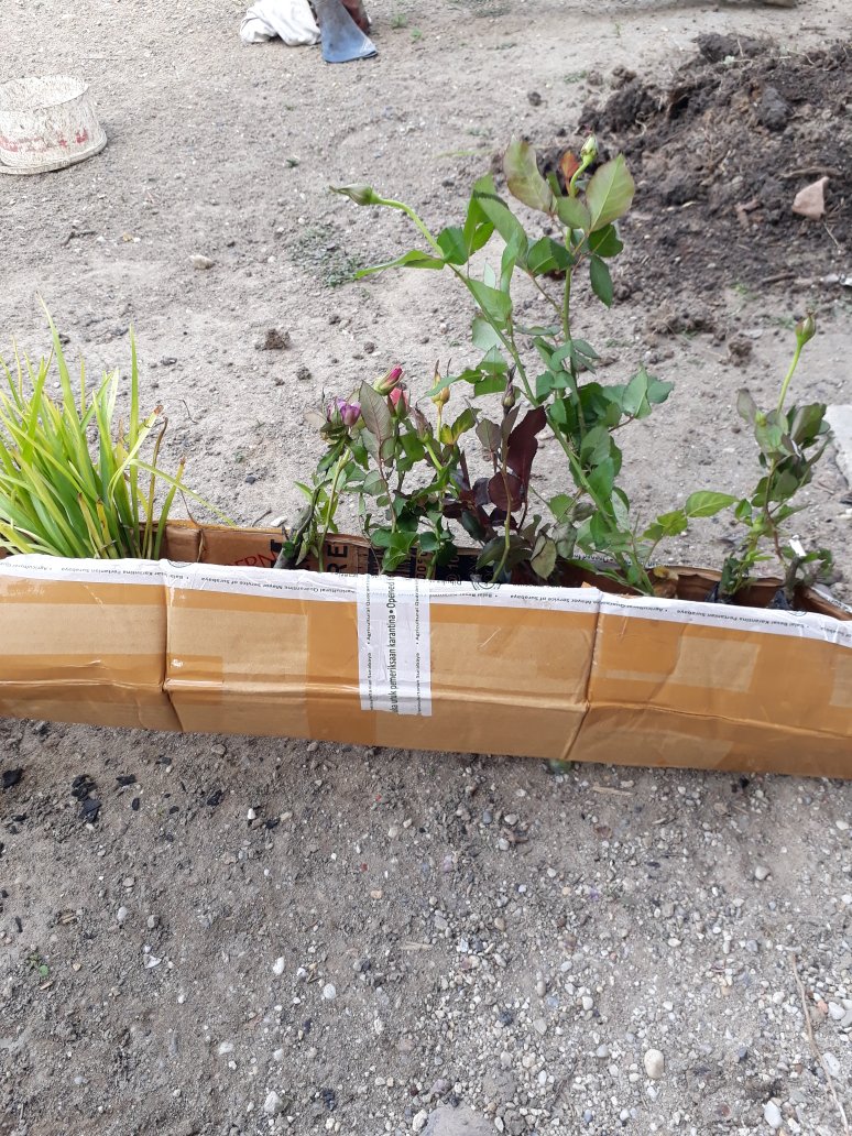 Tanaman Hias Sedap Malam