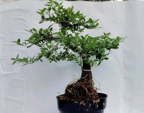 Jual Bonsai Mirten - Tamanan Hias Bonsai Mini