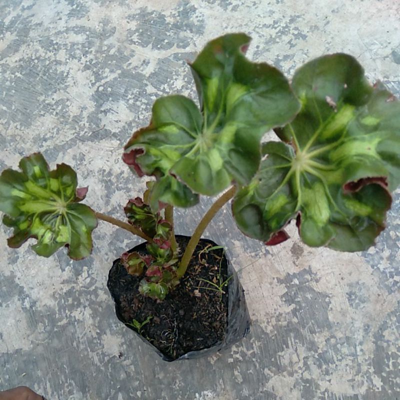 Begonia KUPING