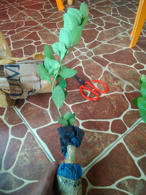 Bibit/tanaman Jeruk California Import/bibit Unggul Jeruk California Hasil Okulasi