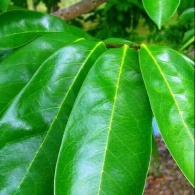 

Daun sirsak segar 1kg