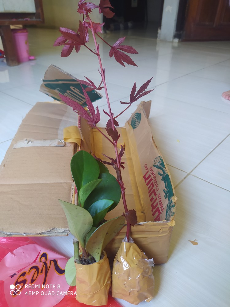 Tanaman Hias Red Maple Panama