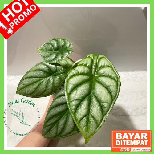 BONGGOL ALOCASIA DRAGON SCALE BAGIAN BAWAH - KELADI TENGKORAK HIJAU