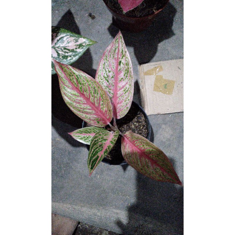 aglaonema legacy merah