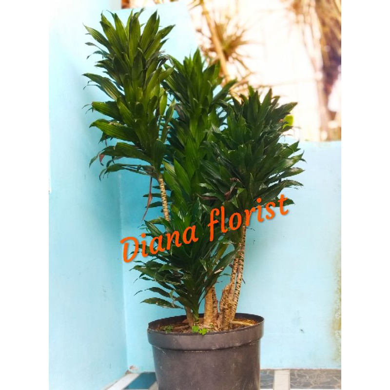 Tanaman Hias hanjuang kemoceng