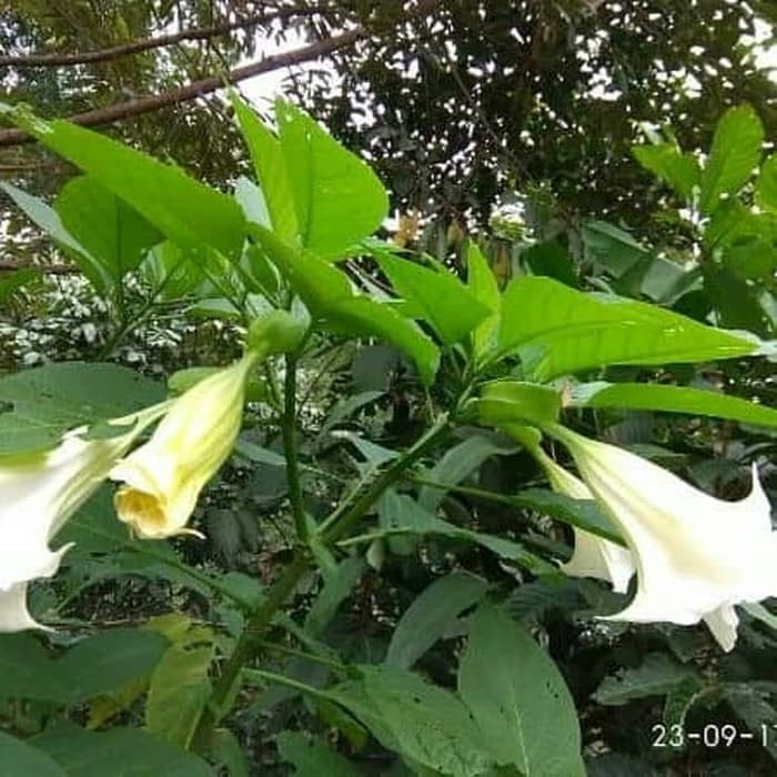 

Baru DAUN KECUBUNG 1KG SEGAR OBAT HERBAL DATURA METAL