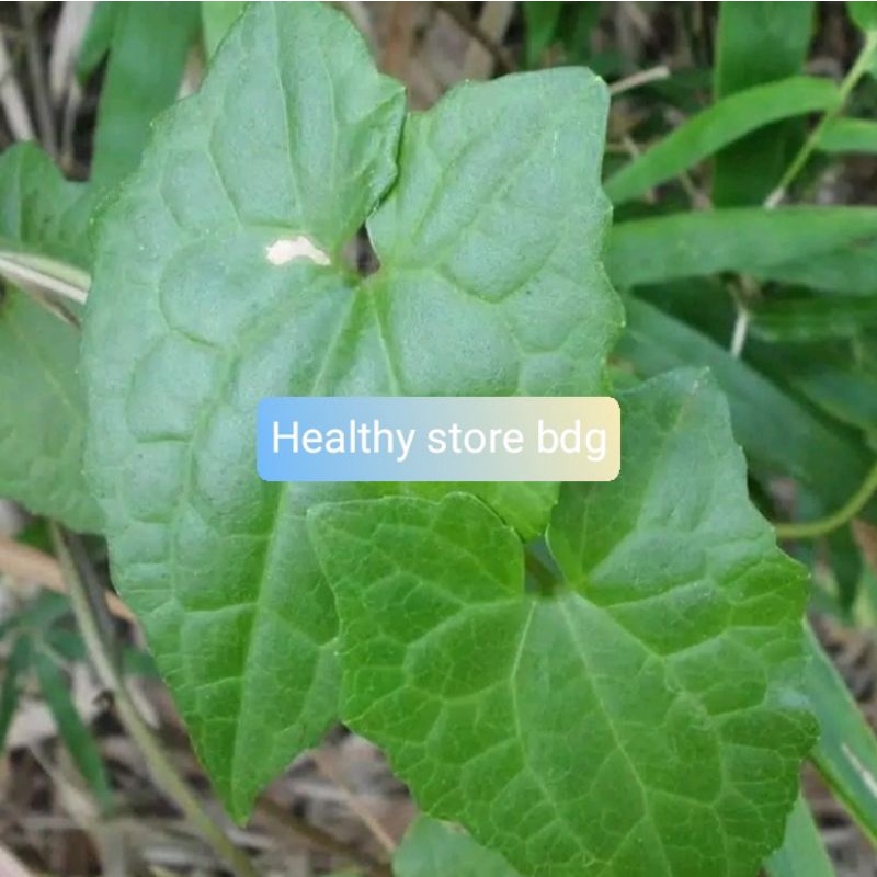 

Daun sembung rambat segar 1 kg