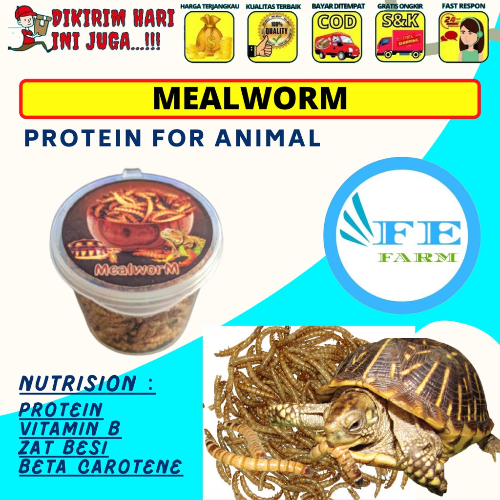 SEAFOOD REPTILE REPTIL PROTEIN TINGGI UNTUK KURA KURA FEFARM