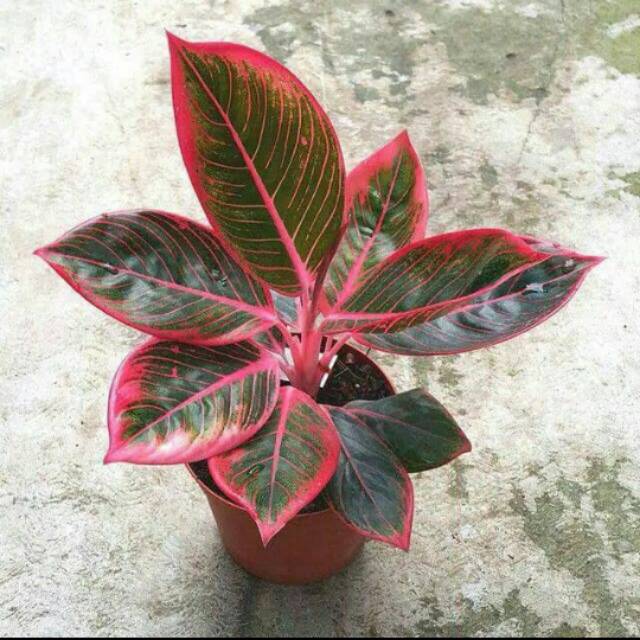 Tanaman hias Aglonema Khanza-aglonema khanza lipstik