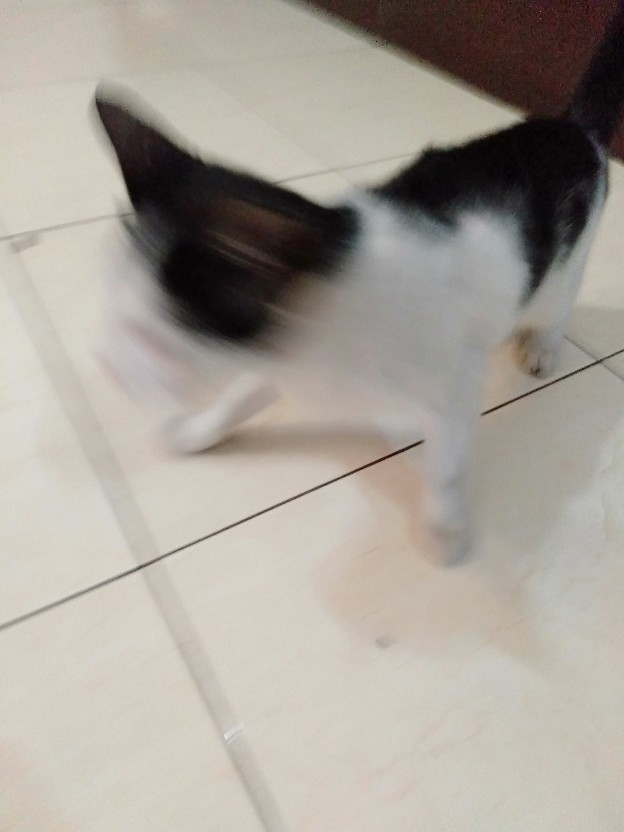 Snap Clean Floor Cleaner Sabun Pel Lantai