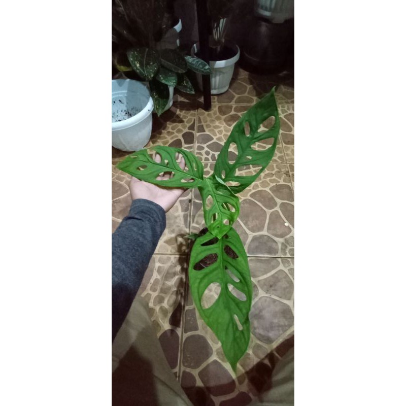 tanaman hias janda bolong daun besar