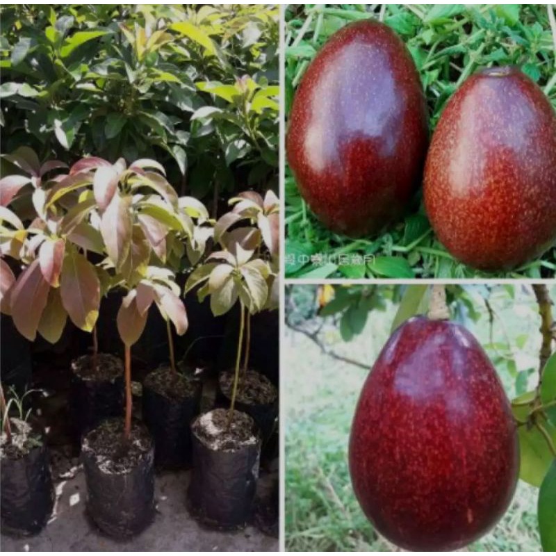 Alpukat red vietnam / Bibit alpukat red Vietnam