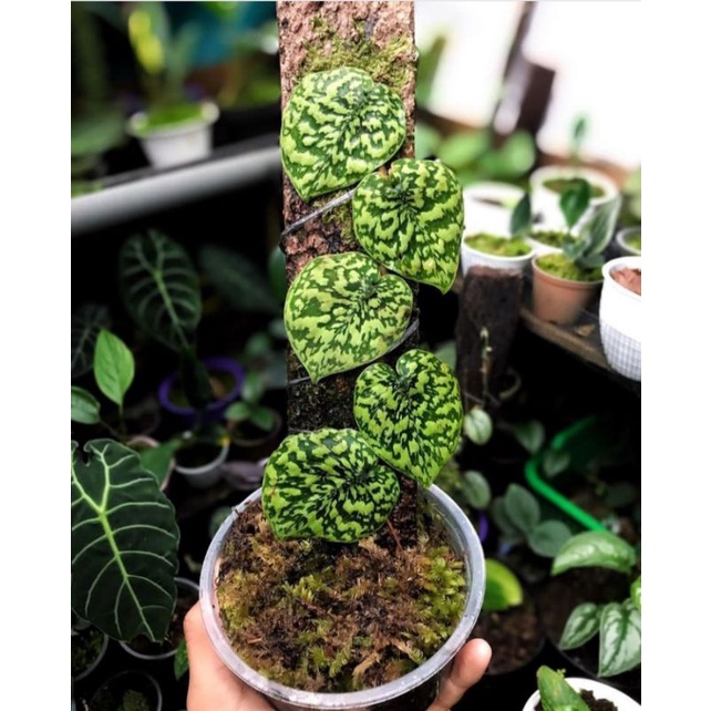 scindapsus snake scale corak mas