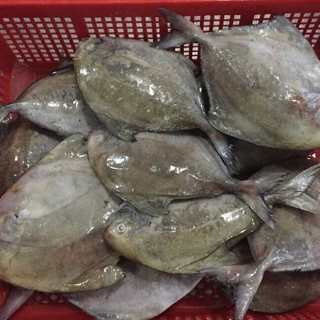 

IKAN BAWAL HITAM BEKU PER 1KG