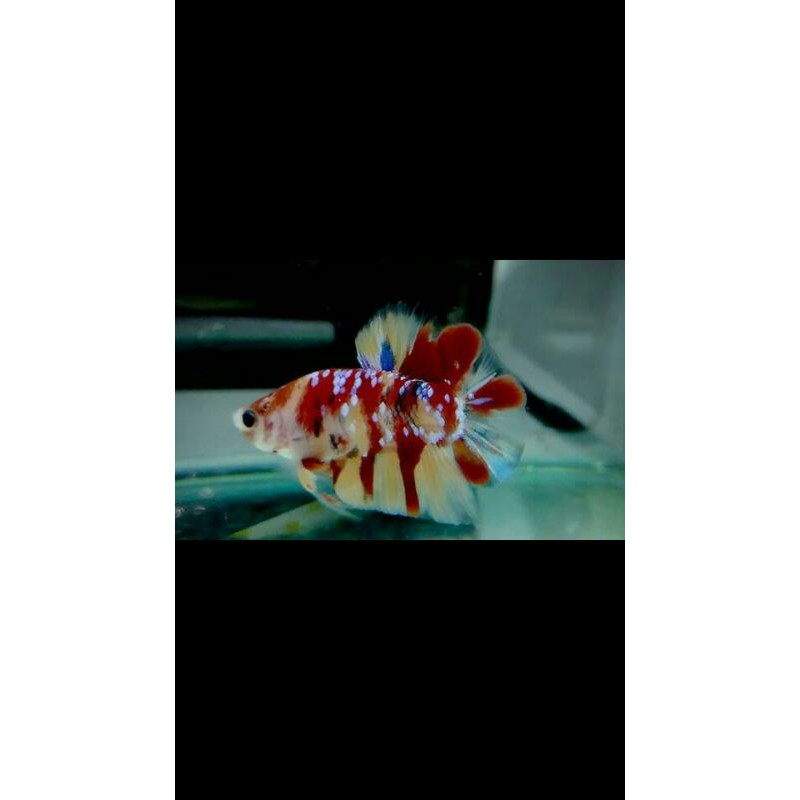 ikan cupang koi galaxy