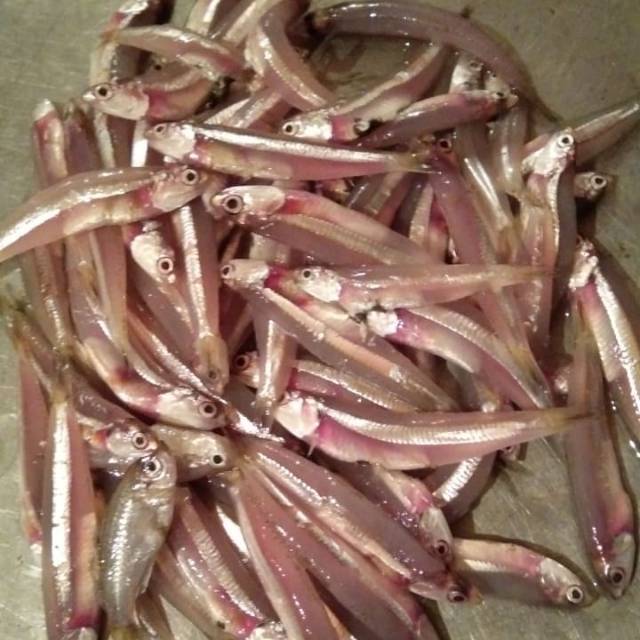 

IKAN TERI BASAH SEGAR