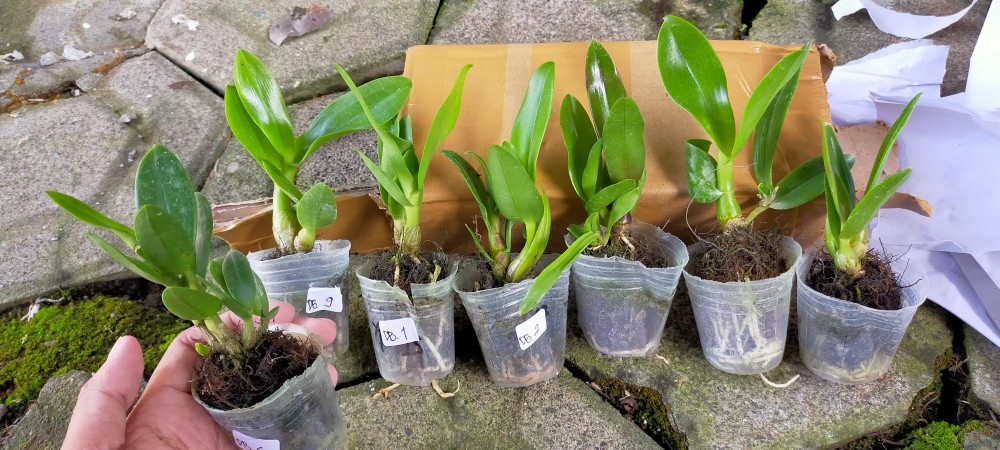 Bibit Anggrek Dendro - Dendrobium Seedling Hybrid