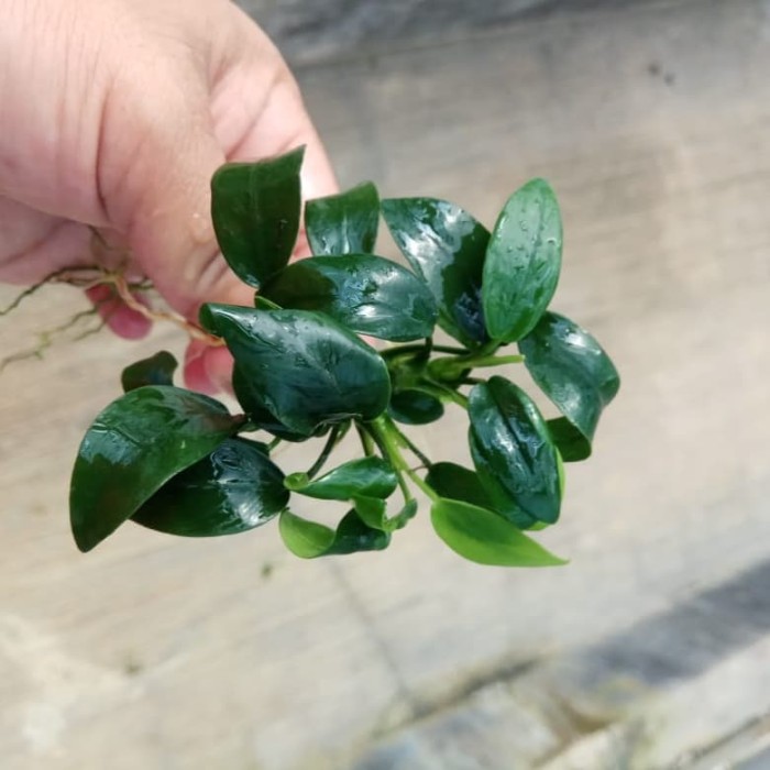 Tanaman Aquascape " Anubias Nana Bonsai " M