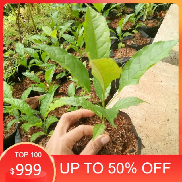 jual bibit pohon tabebuya - bunga ungu - tabebuya - pohon tabebuya