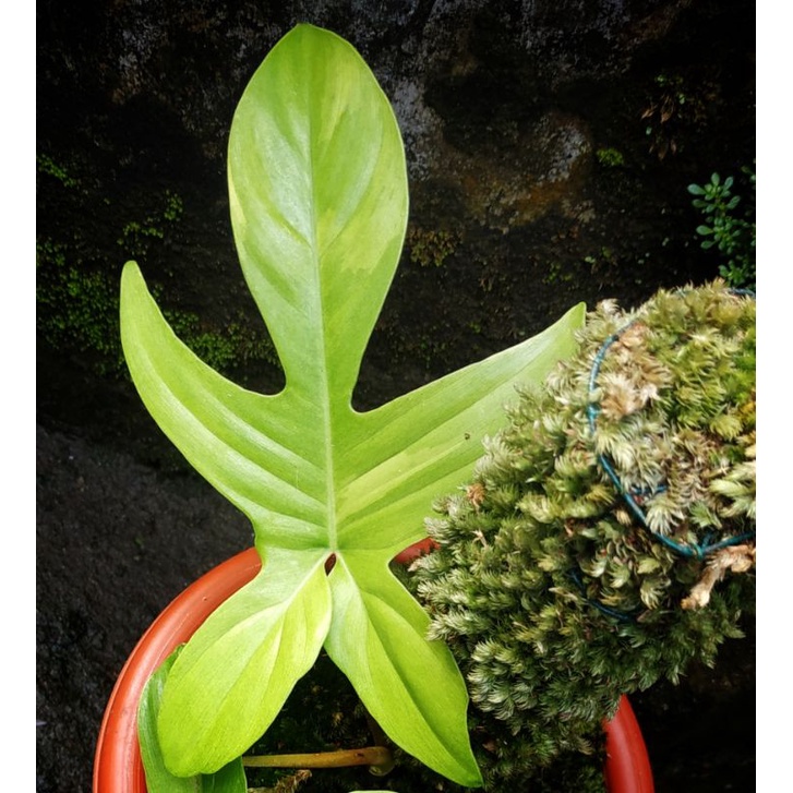 florida ghost mint variegata / masih langka