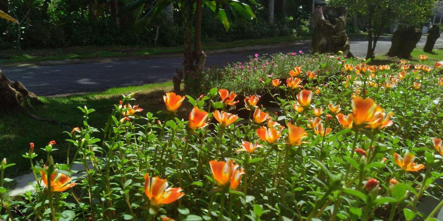 Tang Kakatua / Tang Gegep Kawat / Tower Pincer 10 Inc