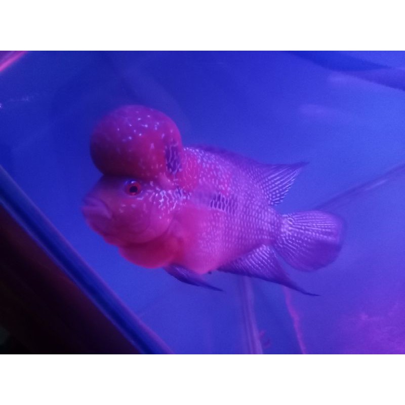 

Lohan KSRD ori thailand