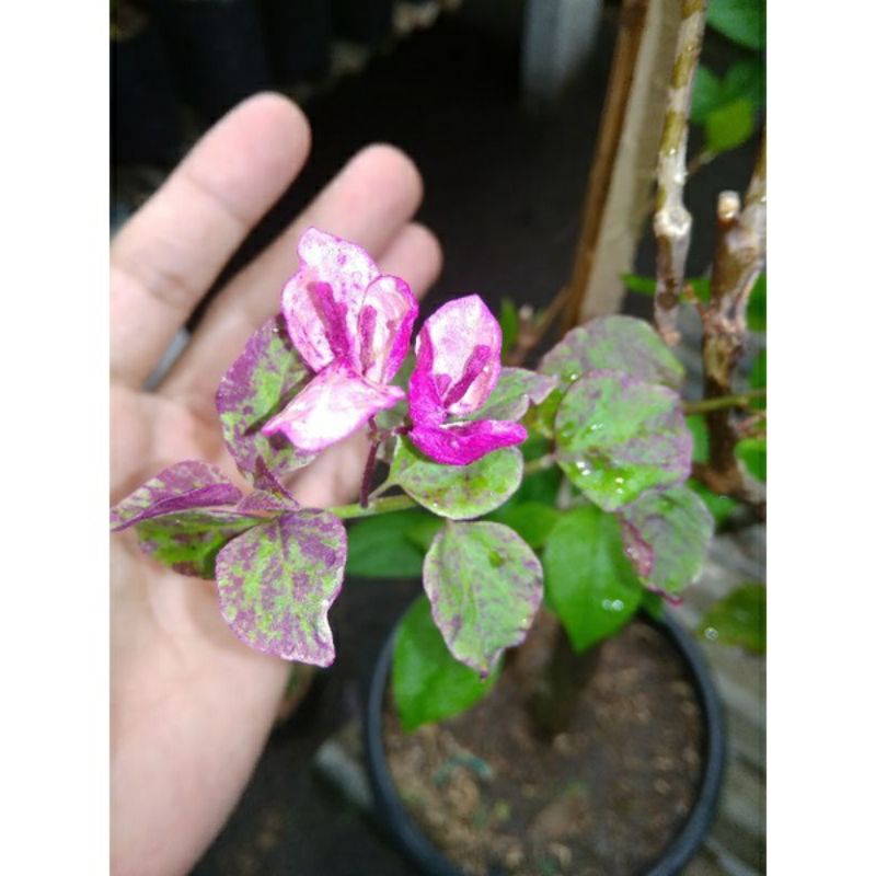 Bibit Bunga Kertas Hias Bougenville ID Black Maria Ori