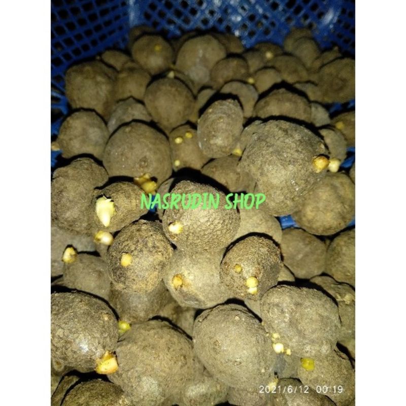 BIBIT PORANG / KATAK PORANG / BIBIT KATAK PORANG / KONNYAKU / AMORPHOPHALLUS KONJAC / BULBIL PORANG 