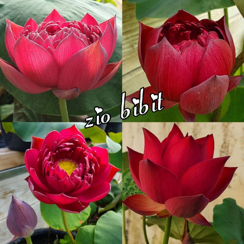 Benih bibit biji lotus teratai merah amaros