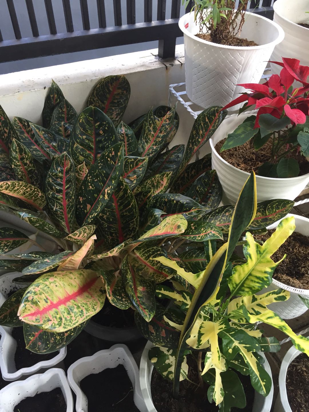 Pot Putih Corak, Pot Hitam Corak, Pot Motif, Pot Bintik, Pot Putih Dan Hitam, Pot Gerabah