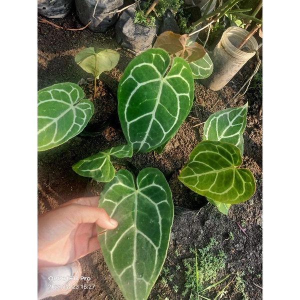 

tanaman kuping gajah