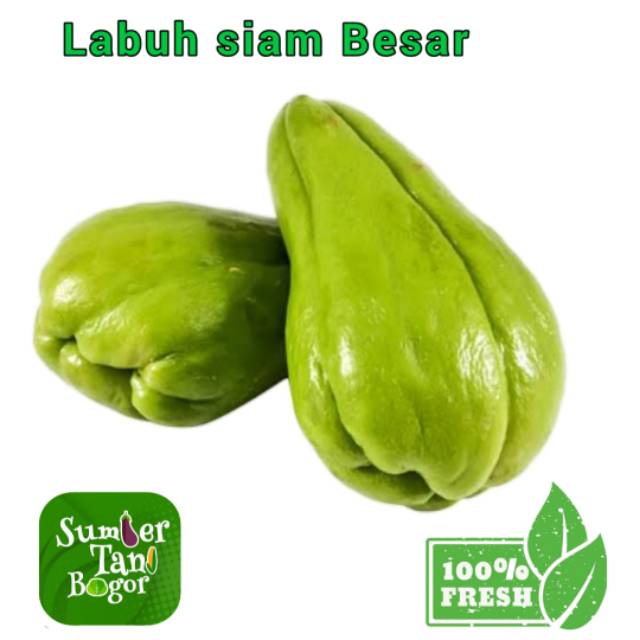 

LABU SIAM BESAR PER BUAH