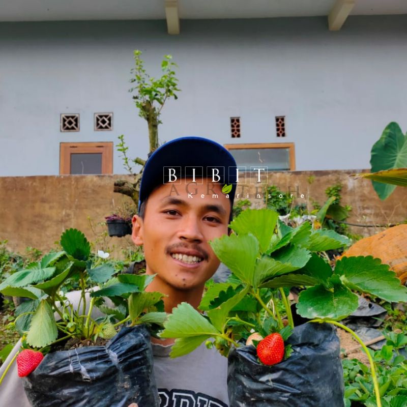 Paket Hemat Bibit Tanaman Buah Strawberry California Jumbo Berbuah Rimbun isi 10/Paket Strawberry California Lebih Hemat