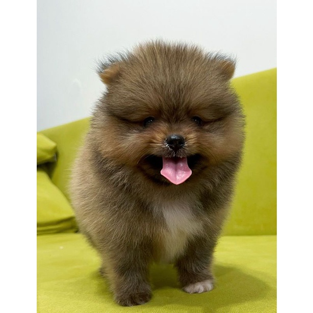 Boneka pomeranian male stbm vksn