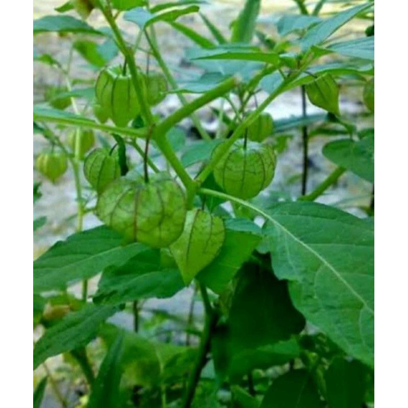 

DAUN CIPLUAN SEGAR 250G