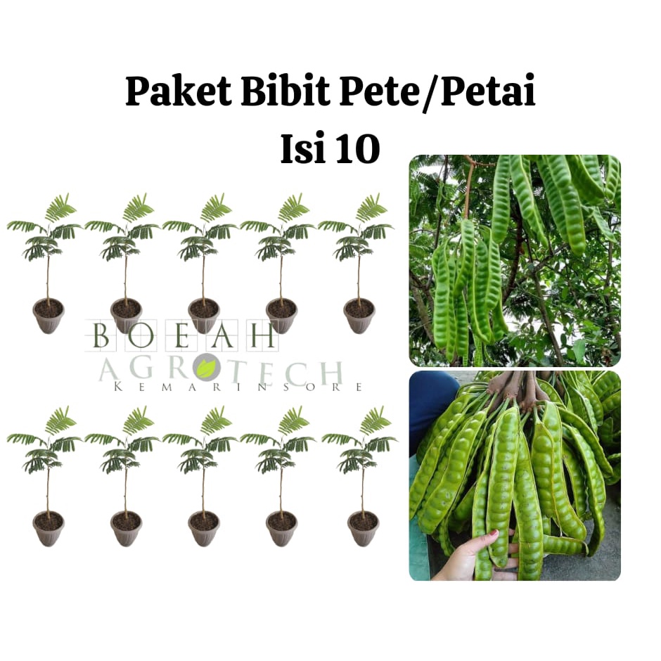 Paket Hemat Bibit Pete Petai Okulasi Isi 10 Bonus Bibit Strawberry+Polibag