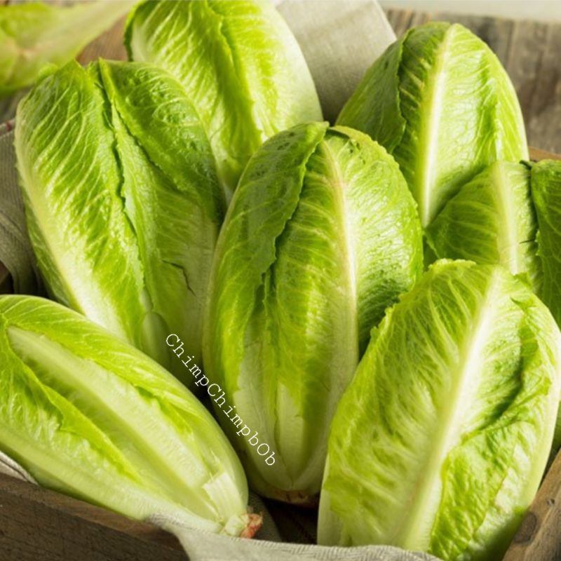 

BABY ROMAINE 500 GRAM / ROMAINE LETTUCE / SELADA BABY ROMANA FRESH 500 GRAM / PACK